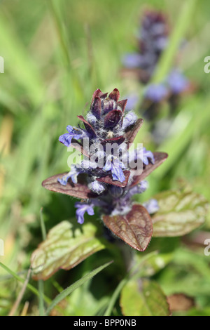 Une fleur sauvage Bugle (Ajuga reptans) close up Banque D'Images