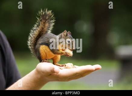Close up d'un écureuil mangeant les arachides, de part Banque D'Images