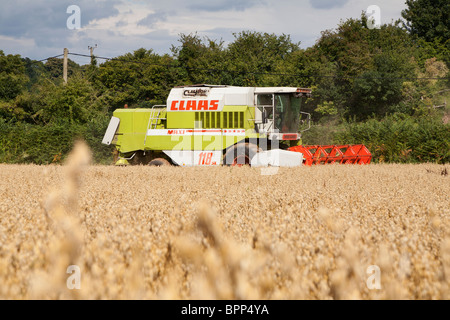 La récolte de l'AVOINE MOISSONNEUSE-BATTEUSE DANS GLOUCESTERSHIRE ENGLAND UK Banque D'Images