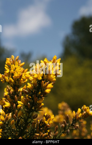 Fleurs de Gorse jaune (Ulex europaeus), Angleterre, Royaume-Uni Banque D'Images