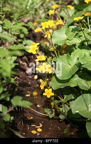 Les soucis des marais (Caltha palustris) floraison dans la nature Banque D'Images