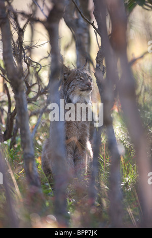 Lynx sauvages, le parc national Denali, en Alaska. Banque D'Images