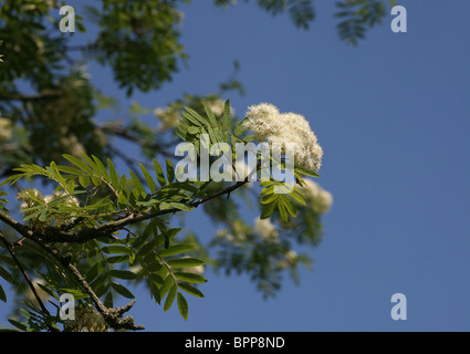Rowan (Sorbus aucuparia) ou Cendre de montagne avec une fleur blanche sur une branche, Angleterre, Royaume-Uni Banque D'Images