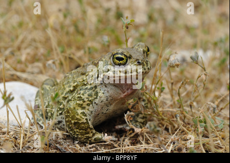 Crapaud calamite (Bufo calamita - Epidalea calamita) sur le terrain au printemps Banque D'Images