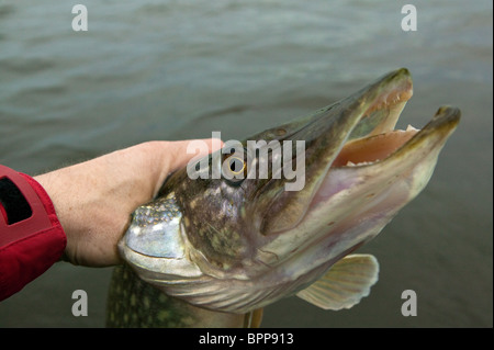 La tête d'un Grand Brochet, Esox lucius, pris dans le lac Vansjø en Østfold, Norvège. Vansjø est une partie de l'eau appelé système Morsavassdraget. Banque D'Images