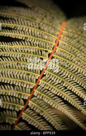 Fern dans la cloudforest de parc national La Amistad, Chiriqui province, République du Panama Banque D'Images