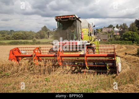Moissonneuse batteuse récolte de l'AVOINE Gloucestershire ENGLAND UK Banque D'Images