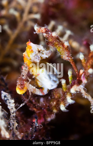 Hippocampe pontohi hippocampe pygmée, le parc marin de Bunaken, Sulawesi, Indonésie. Banque D'Images