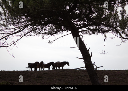 Poneys Exmoor sur la lande. Dorset, UK. Banque D'Images