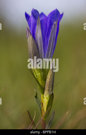 Marsh gentiane (Gentiana pneumonanthe) sur une terre humide. Dorset, Royaume-Uni. Banque D'Images