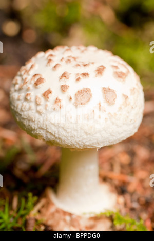 Shaggy coulemelle (macrolepiota rhacodes) Banque D'Images