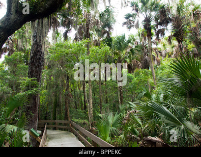 Erna Nixon hamac Nature Preserve à West Melbourne, Brevard County, en Floride. Banque D'Images
