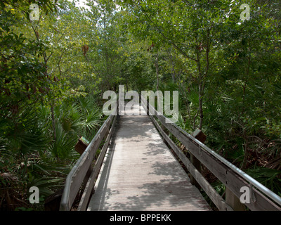 Erna Nixon hamac Nature Preserve à West Melbourne, Brevard County, en Floride. Banque D'Images