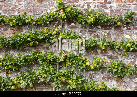 Apple tree formés pour se développer en tant qu'arborescence l'espalier contre un mur de jardin. Banque D'Images