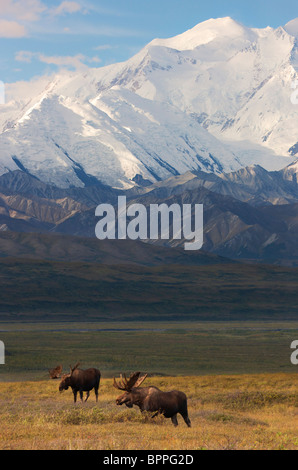 Bull Moose en face de Mt. McKinley, le parc national Denali, en Alaska. Banque D'Images