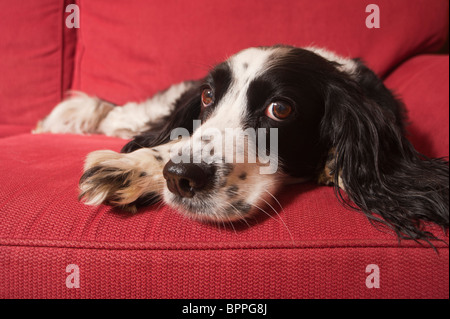 Un gros plan d'un chien Épagneul Springer Anglais fixant à l'intérieur sur un canapé Banque D'Images