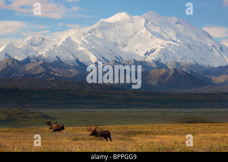 Bull Moose en face de Mt. McKinley, le parc national Denali, en Alaska. Banque D'Images