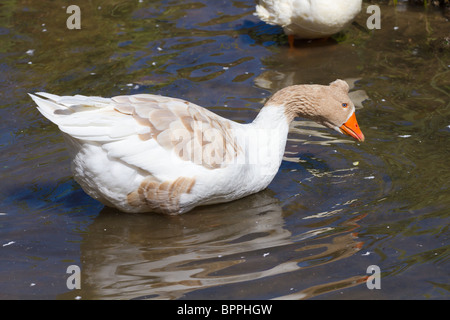 Buff et blanc Crested duck natation Banque D'Images