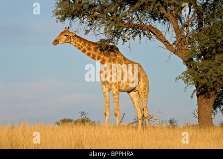 Une Girafe (Giraffa camelopardalis) dans le cadre d'un camel thorn (Acacia erioloba) arbre, Kgalagadi Transfrontier Park, Afrique du Sud Banque D'Images