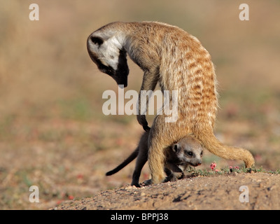 Meerkat (Suricata suricatta) avec bébé curieux, Kgalagadi Transfrontier Park, Afrique du Sud Banque D'Images
