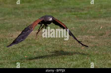 Harris Hawk en vol captif Banque D'Images