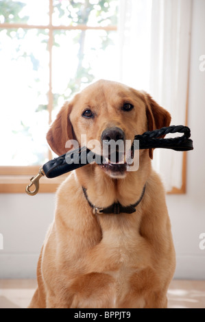 Mignon chien veut aller pour une promenade Banque D'Images