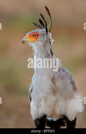 Portrait d'un oiseau (secrétaire), Sagittarius serpentarius Kgalagadi Transfrontier Park, Afrique du Sud Banque D'Images