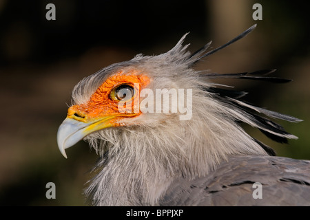 Portrait d'un oiseau (secrétaire), Sagittarius serpentarius Afrique du Sud Banque D'Images