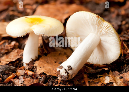 Russule amère Russula Fellea (champignons) Banque D'Images