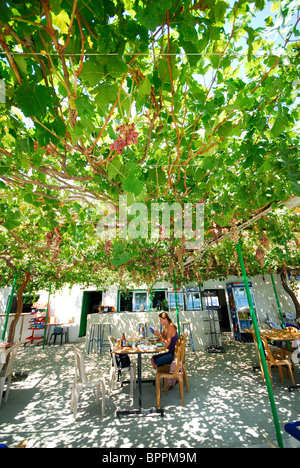 Le nord de Chypre. La terrasse couverte de vigne de la Plaj Asmali restaurant de Yesilirmak. Banque D'Images