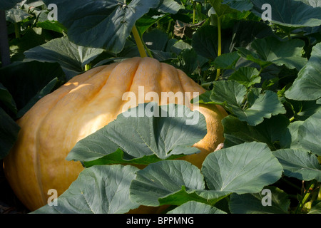 Championnat de plus en plus marché citrouilles dans Jardins de Tarleton, West Lancs, Lancashire, Preston, Royaume-Uni Banque D'Images