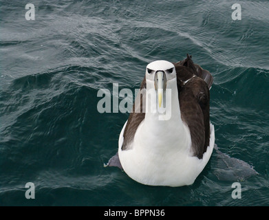 White-capped / Albatros timide / Mollymawk natation off shore près de Stewart Island, New Zealand Banque D'Images