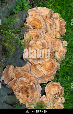 Un versicolored ou panachée polypore champignon poussant sur un sycomore stump en Ecosse Banque D'Images