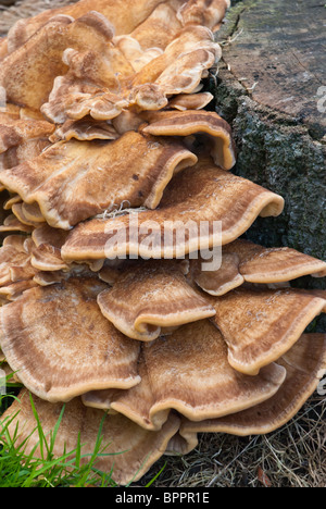 Un versicolored ou panachée polypore champignon poussant sur un sycomore stump en Ecosse Banque D'Images