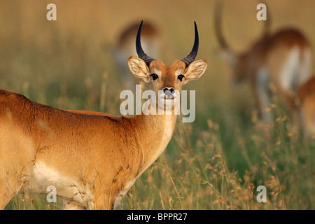 Portrait d'un mâle, rouge (Kobus leche antilopes cobes lechwes), l'Afrique australe Banque D'Images