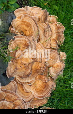 Un versicolored ou panachée polypore champignon poussant sur un sycomore stump en Ecosse Banque D'Images