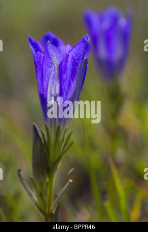 Marsh gentiane (Gentiana pneumonanthe) sur une terre humide. Dorset, Royaume-Uni. Banque D'Images