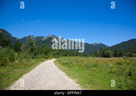 Route forestière en montagnes Ciucas en été, la Roumanie. Banque D'Images