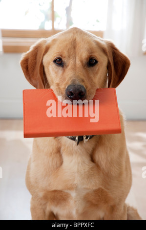 Chien a un contact visuel avec viewer en maintenant réserve en bouche Banque D'Images