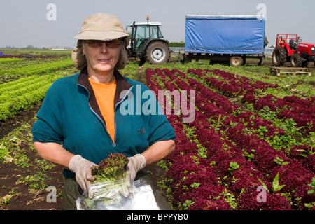 Femme emballant des feuilles de salade, ouvriers agricoles piquant des cultures à Market Gardens à Tarleton, West Lancs, Lancashire, Preston, Royaume-Uni Banque D'Images