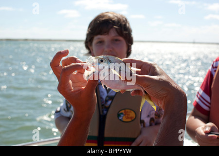 Élève de l'école intermédiaire est titulaire d'une petite perche au cours de sortie pour la classe de biologie marine navire de recherche dans le golfe du Mexique Banque D'Images