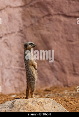 Un Meerkat également connu sous le nom de Suricate (Suricata suricatta) debout sur un rocher Banque D'Images