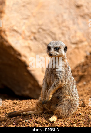 Un Meerkat également connu sous le nom de Suricate (Suricata suricatta) assis sur le sol Banque D'Images