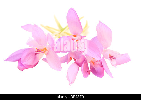 Fleurs Crocus isolated on white Banque D'Images