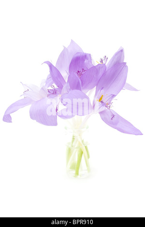 Fleurs Crocus isolated on white Banque D'Images