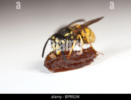 Wasp - Vespula germanica - alimentation sur un morceau de fruit Banque D'Images