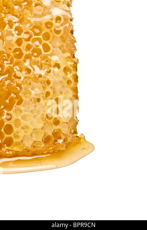 Nid d'naturelle de perspective faible isolé sur blanc. Banque D'Images