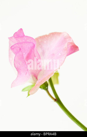 Sweet Pea, Lathyrus odoratus, 'Geranium' rose en fleur Banque D'Images