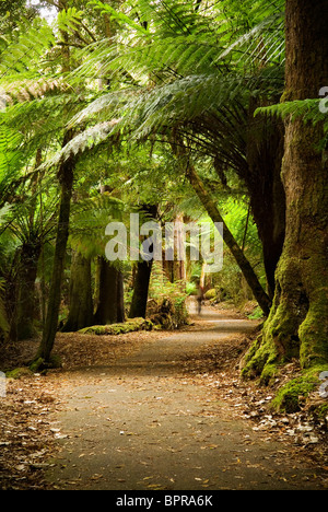 Sentier à travers la forêt luxuriante Banque D'Images