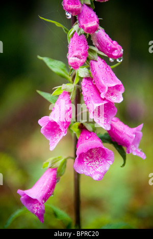 Violet vif et rose fleur en forêt luxuriante Banque D'Images